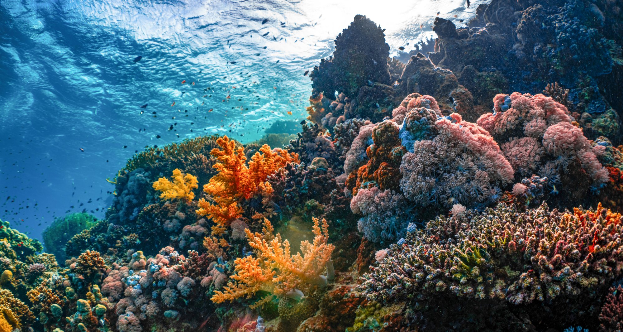 neom-HYHYGLs-Rp8-unsplash CUT neom-HYHYGLs-Rp8-unsplash CUT